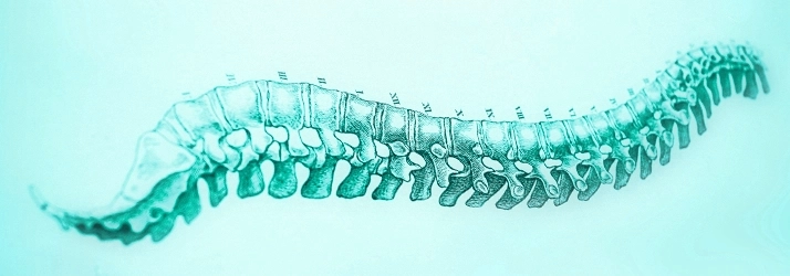 Chiropractic Dallas TX Spine Drawing